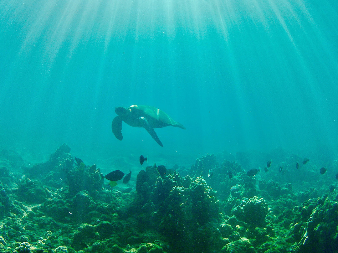 Shoreline Snuba-普卡兰尼必去景点