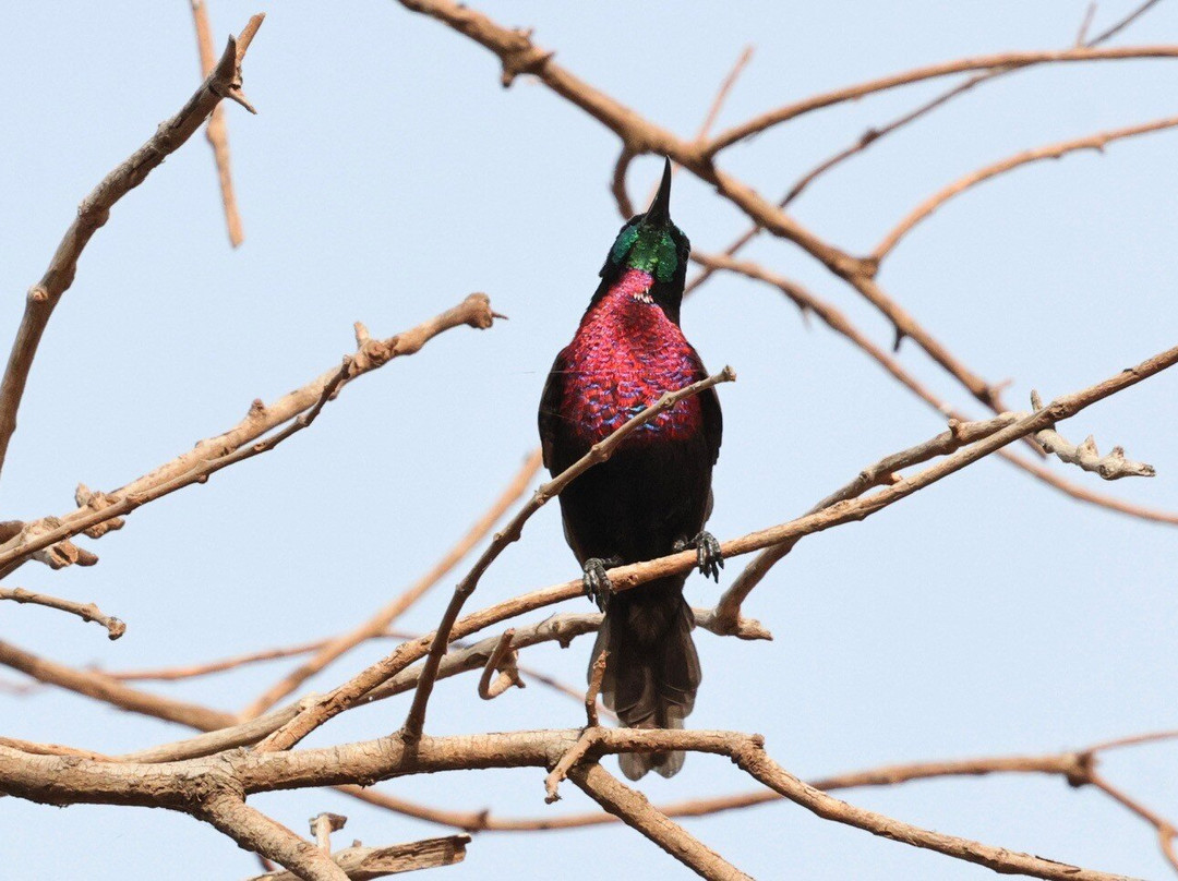 Turaco Birdwatching and Expedition Tours-Bijilo必去景点