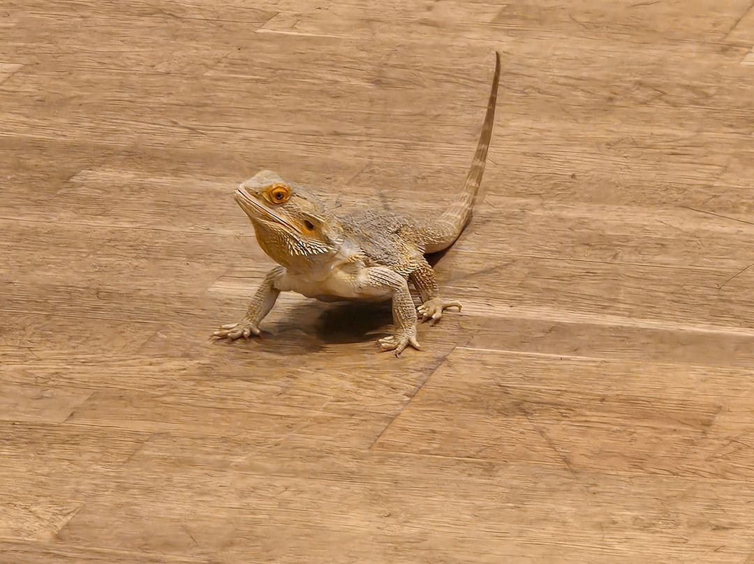 Really Wild Planet-比迪福德必去景点