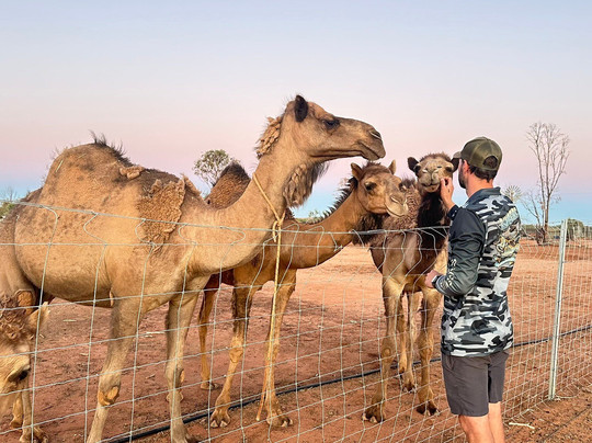 Silverton Outback Camels-Silverton必去景点