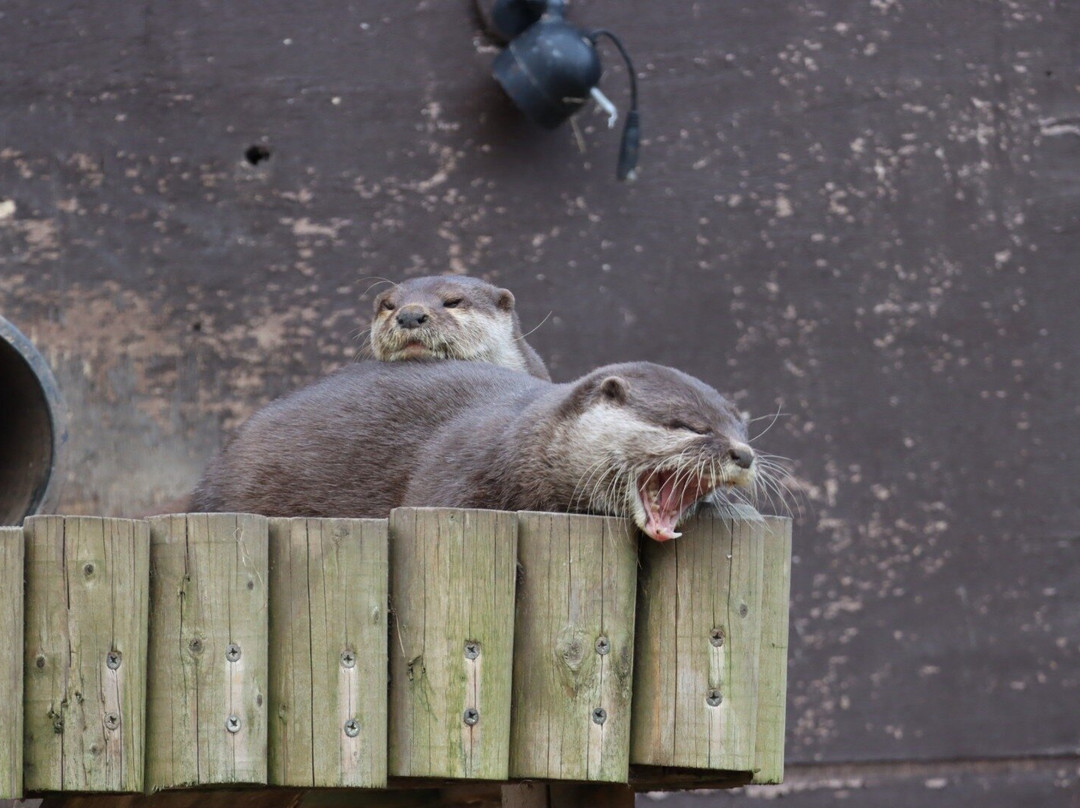 WWT Washington Wetland Centre-Washington必去景点