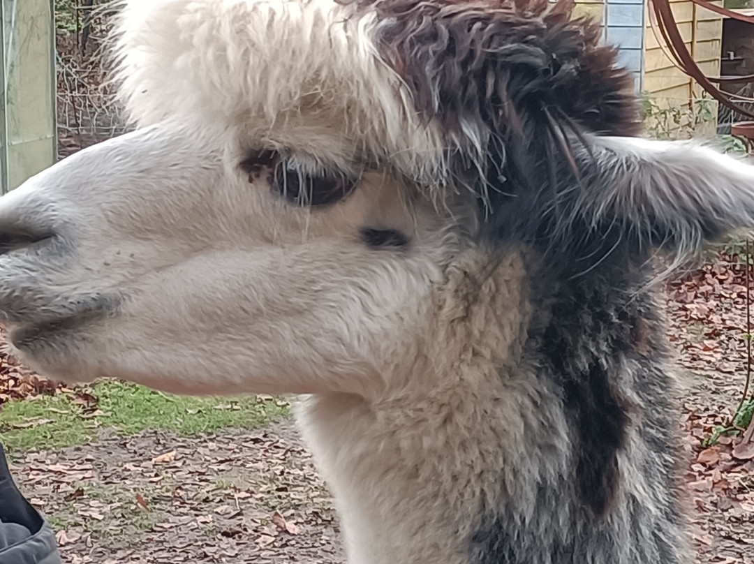 Huckleberry Woods-Faversham必去景点