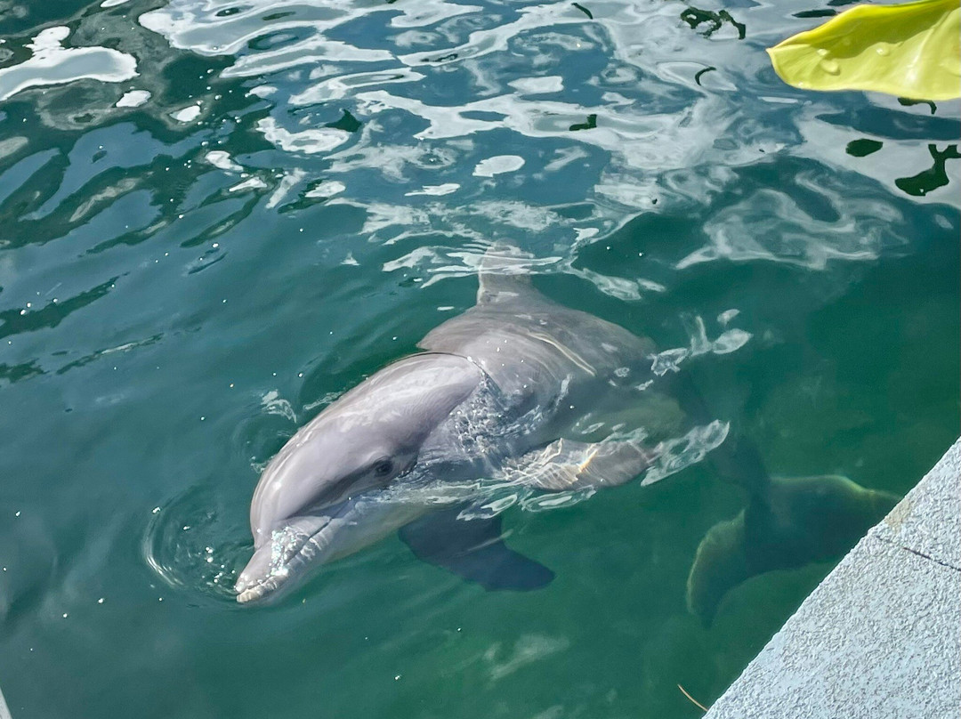 Dolphin Life-拉哥岛必去景点