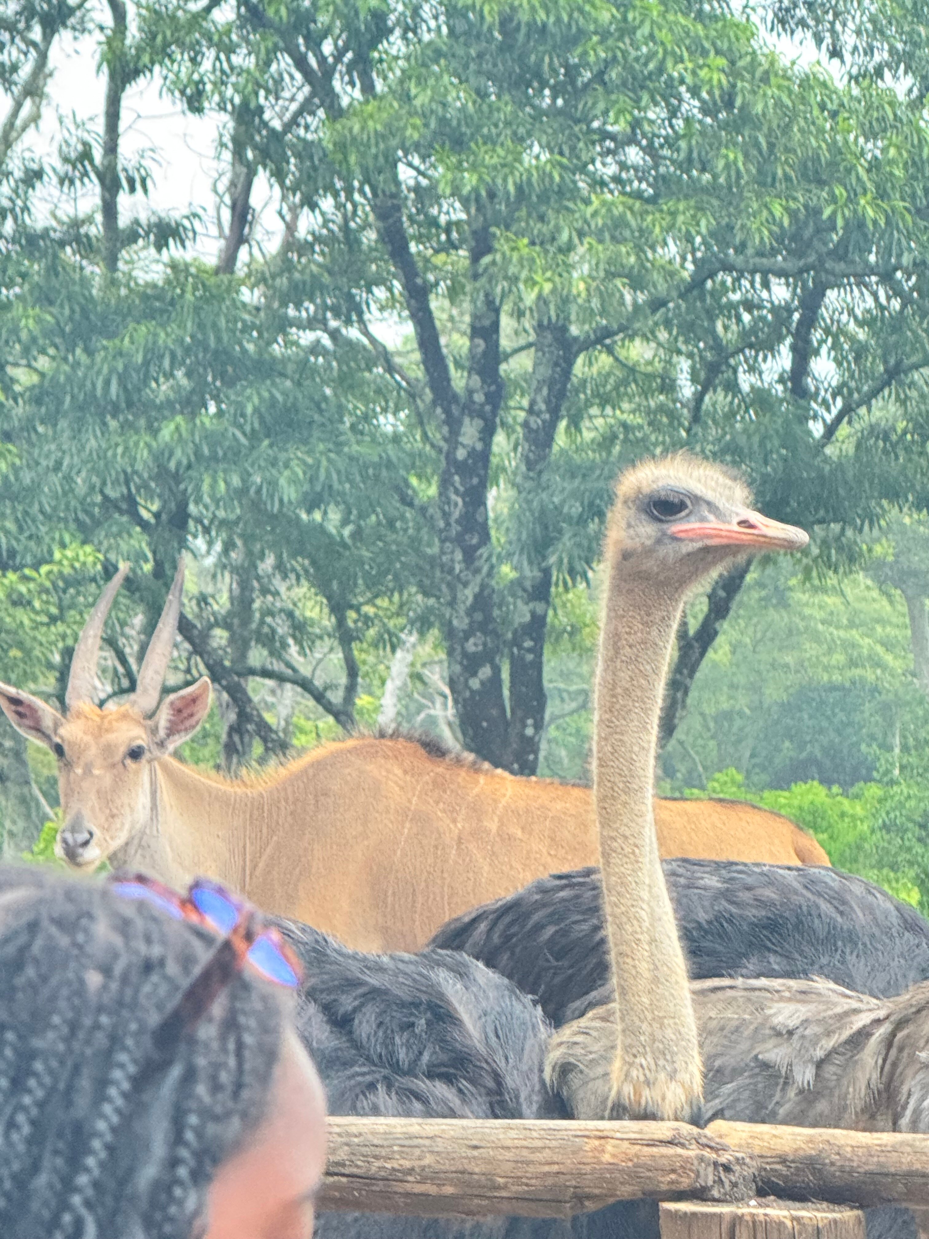 Leopard Rock Hotel-官方