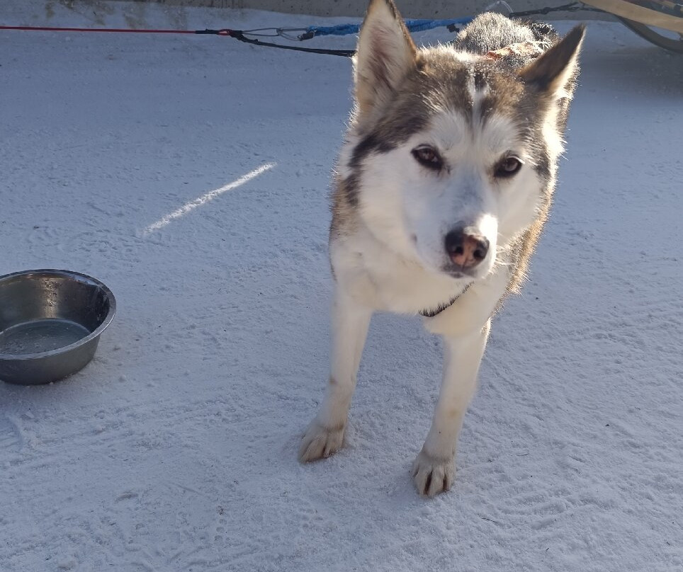 Centro Italiano Sleddog Husky Village-Valdidentro必去景点
