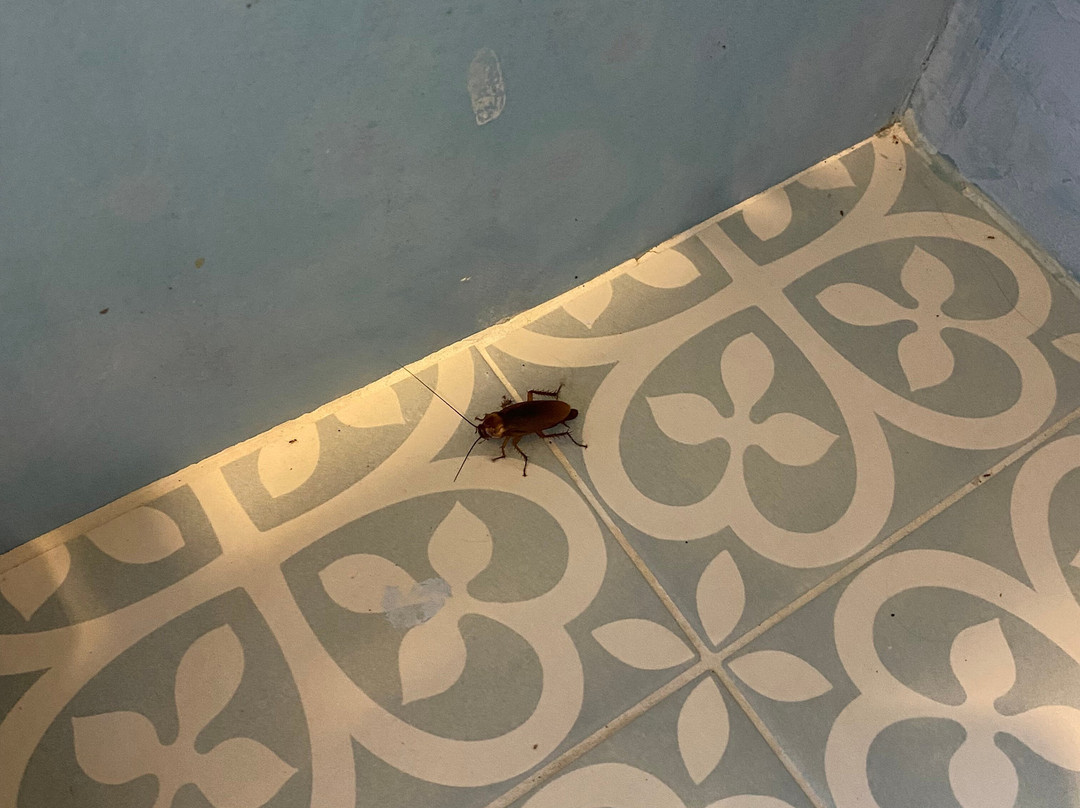 阿尔曲翁提克安杰卢酒店主图