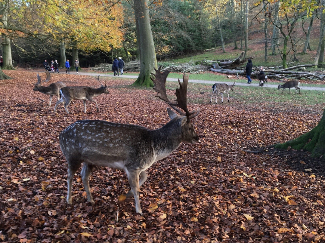 Dyrepark-Rimso必去景点