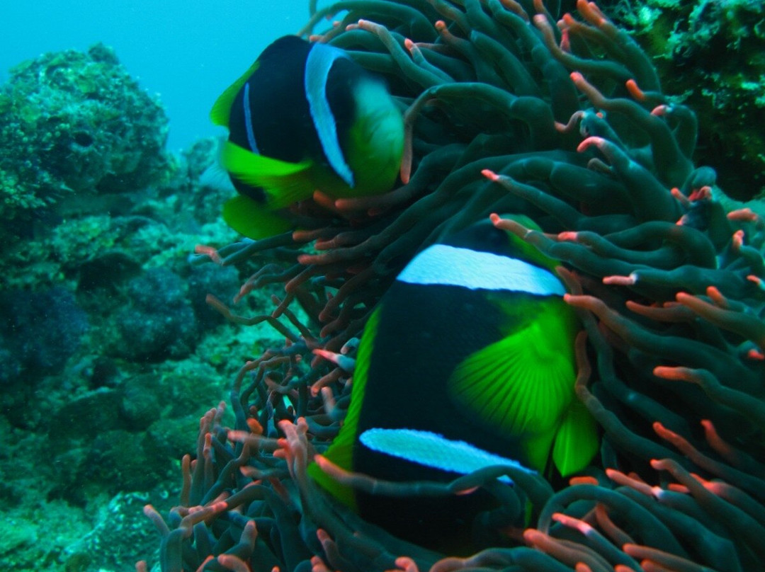 Odyssea Dive-Vilanculos必去景点