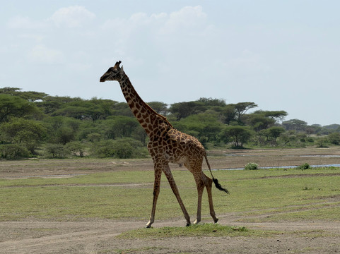 Mauly Tours & Safaris-莫西必去景点