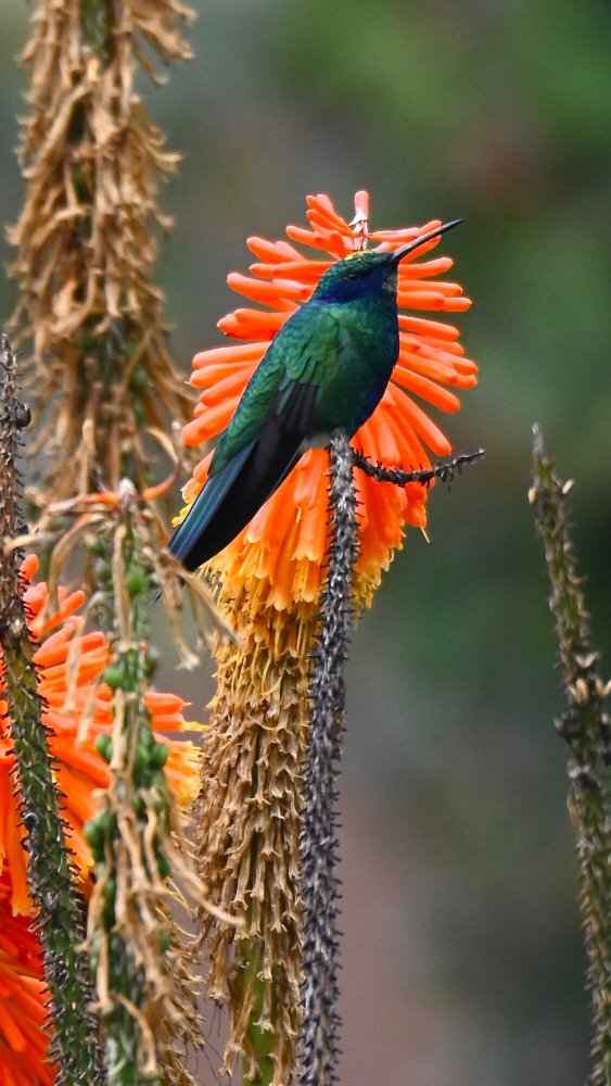 Inti Punku Valle Sagrado Hotel - Signature Collection-官方