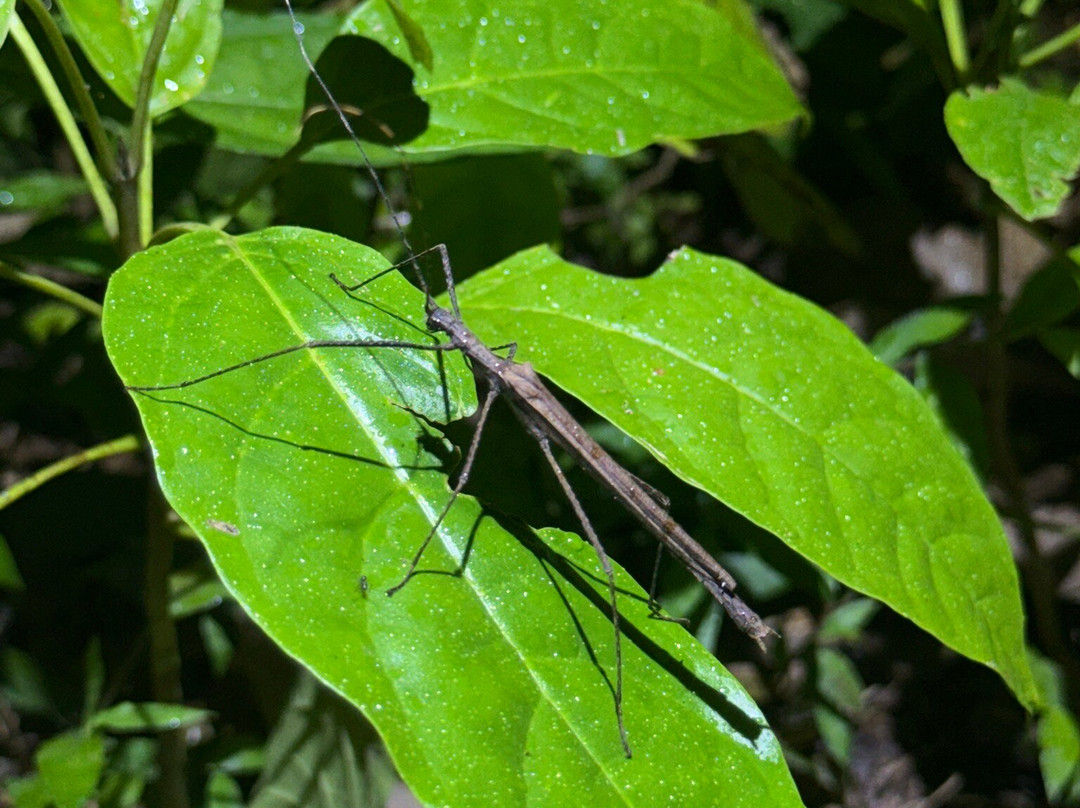 Tarantulas Way-卡维塔必去景点