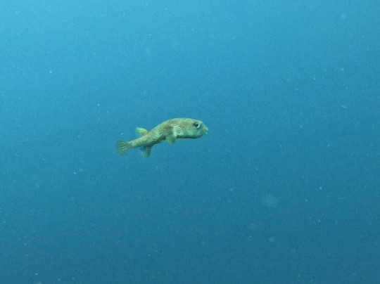 Fundiving Curacao-威廉斯塔德必去景点