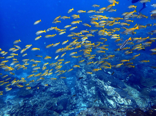 Wetzone Divers-拉克山必去景点