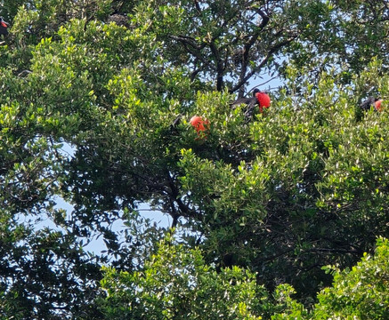 Blue Caribe-艾库玛尔必去景点