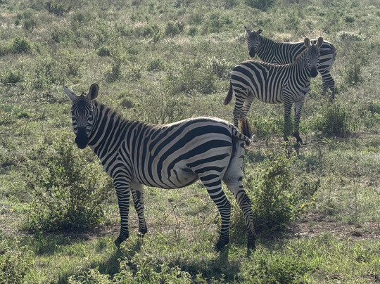 Nero Guida Turistica-瓦塔木必去景点