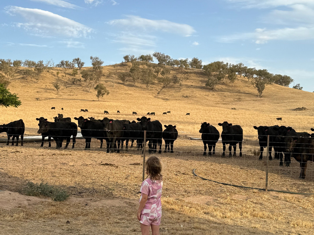 Hillview Farmstay主图