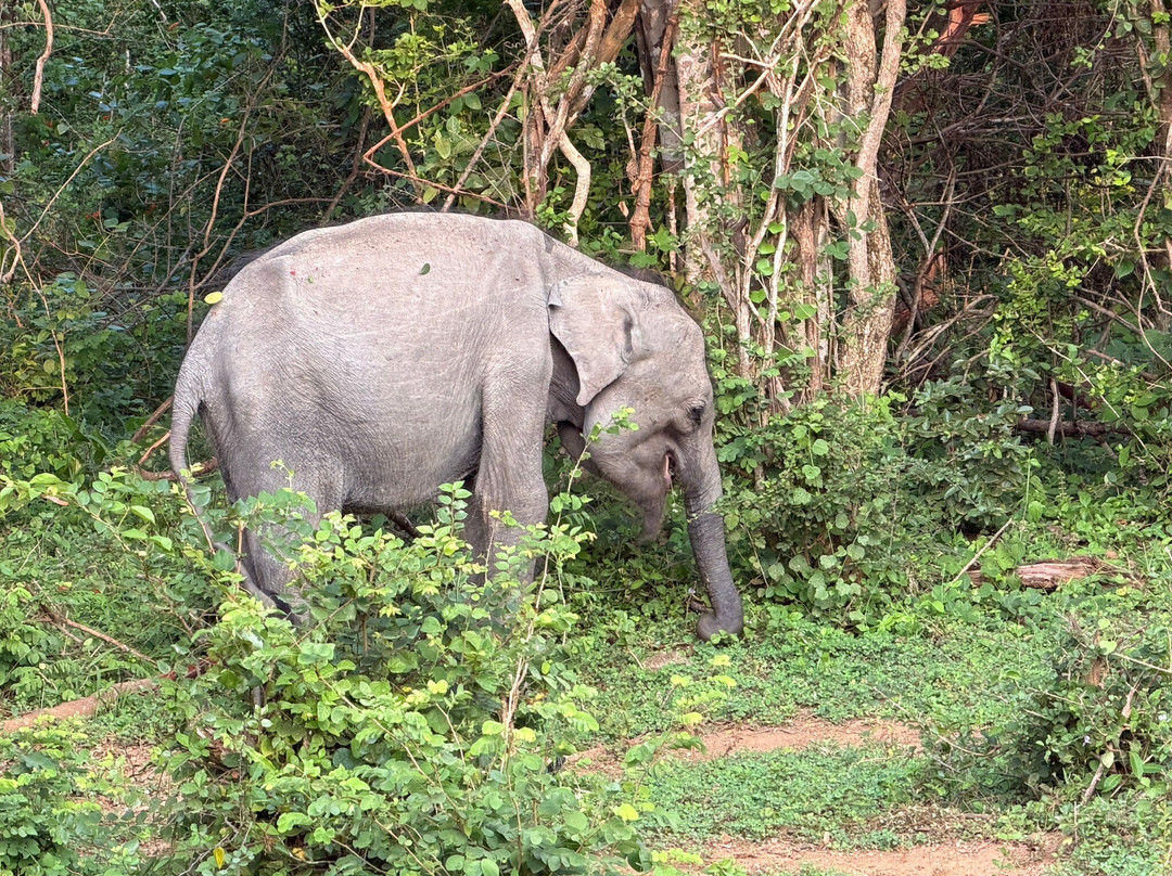 My Lanka Tours-Dunagaha必去景点