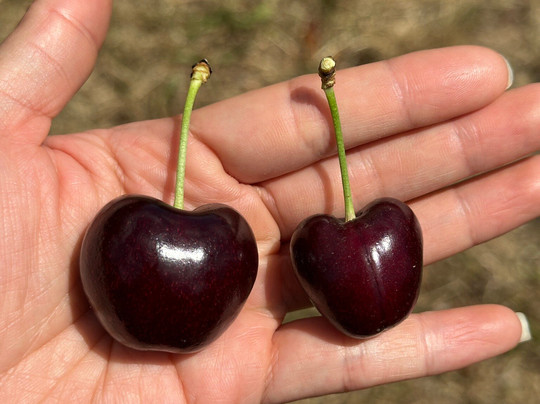 Cherryhill Orchards-Wandin East必去景点