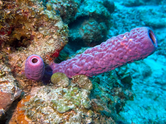 Central Dive Curacao-威廉斯塔德必去景点