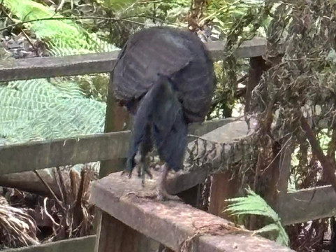 Stringybark Reserve-莱恩科夫必去景点