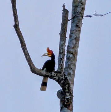 Sumatra Orangutan Tours-武吉拉旺必去景点