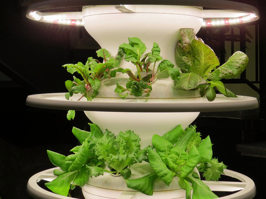 The Frelinghuysen Arboretum-莫里斯敦必去景点