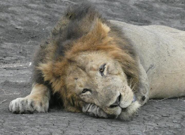 Seven Wonders Safaris-Usa River必去景点