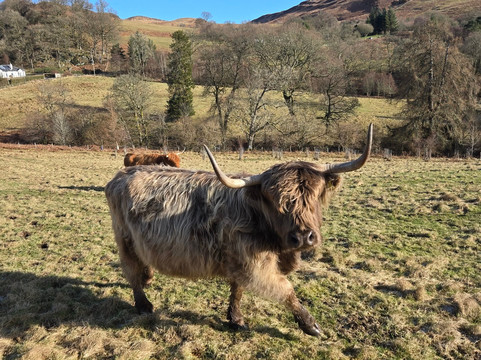 Nether Glenny Farm - Coos and Views-斯特灵必去景点