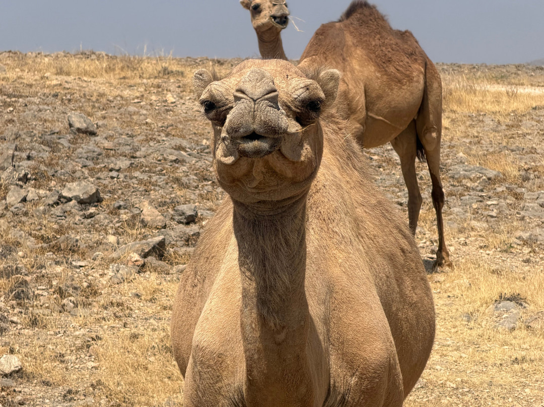 Salalah Safar-塞拉莱必去景点