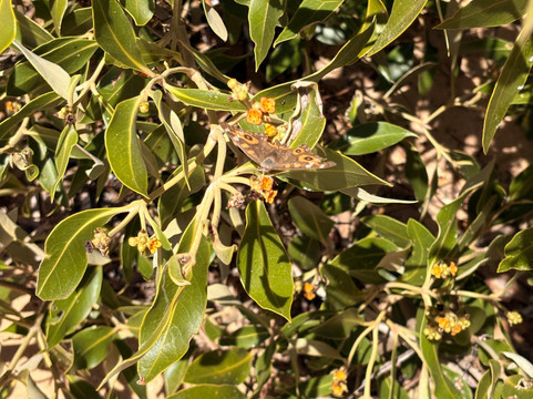 Wildsights-德纳姆必去景点