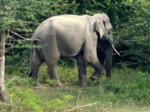 Rock Lanka Tours-Ja Ela必去景点