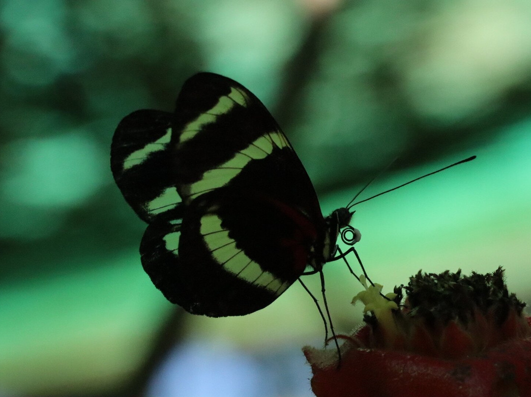 Royal Butterflies-哈科必去景点