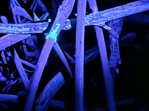 BioIsland-Cabezas必去景点