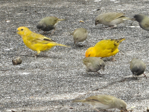 The Cadushy Distillery-Rincon必去景点
