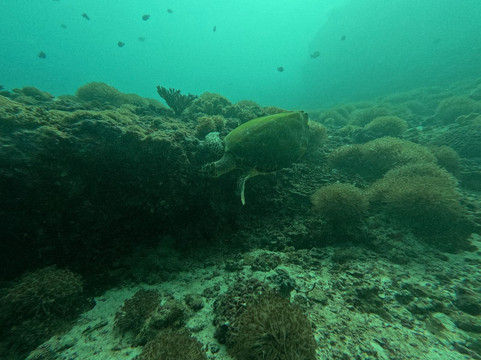 MolaMola Diving Center-马斯喀特必去景点