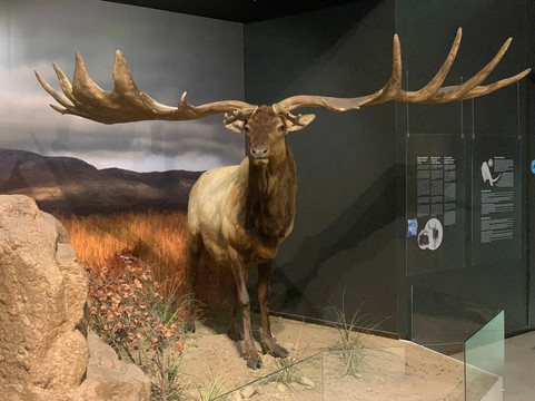 Ice Age Centre-塔尔图必去景点