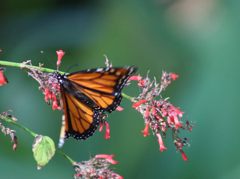 McKee Botanical Garden-维罗海滩必去景点