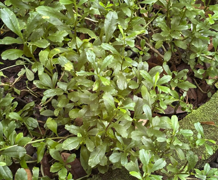 Cantik Agriculture-吉安雅必去景点