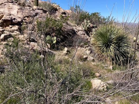 Catalina State Park-图森必去景点
