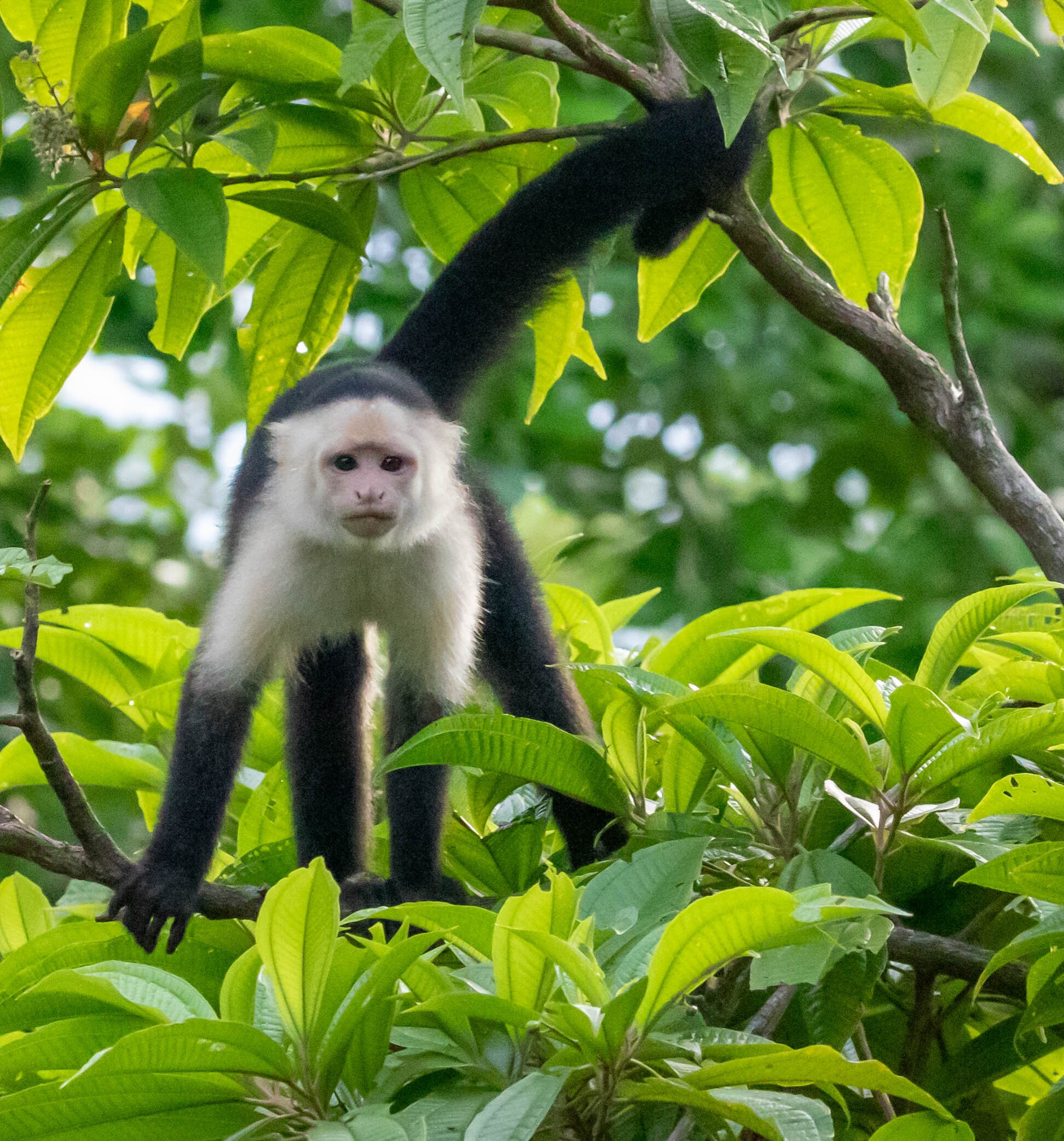 Tranquilo Bay Eco Adventure Lodge-度假村/酒店