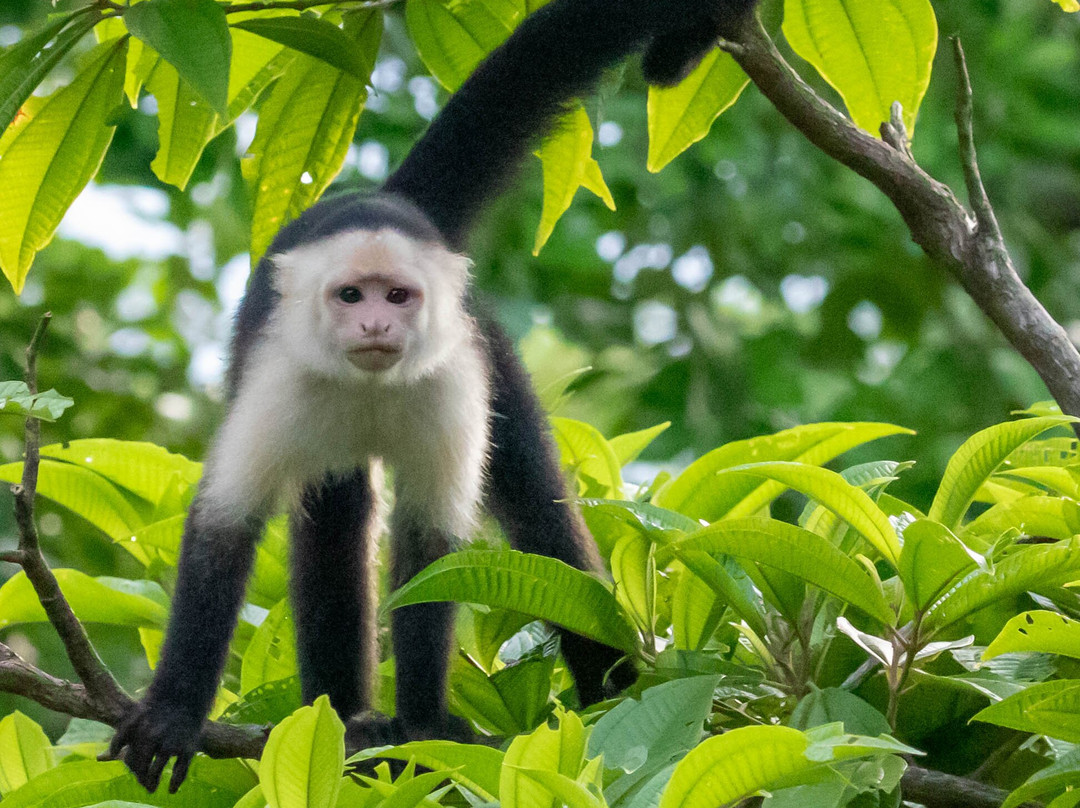 Tranquilo Bay Eco Adventure Lodge主图