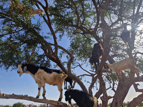 Admire Morocco-阿加迪尔必去景点