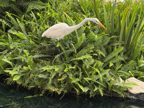 Marie Selby Botanical Gardens-萨拉索塔必去景点