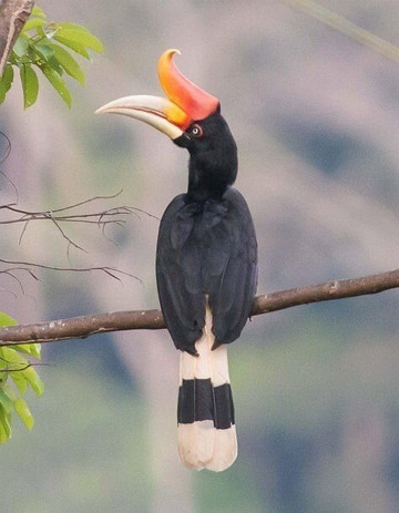 Sumatra Orangutan Tours-武吉拉旺必去景点