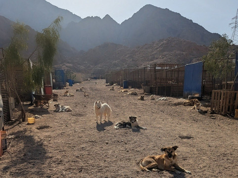 Al Rabee Society For Nature And Animal Protection-亚喀巴必去景点