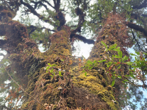 3 Sisters Adventure Trekking-博卡拉必去景点