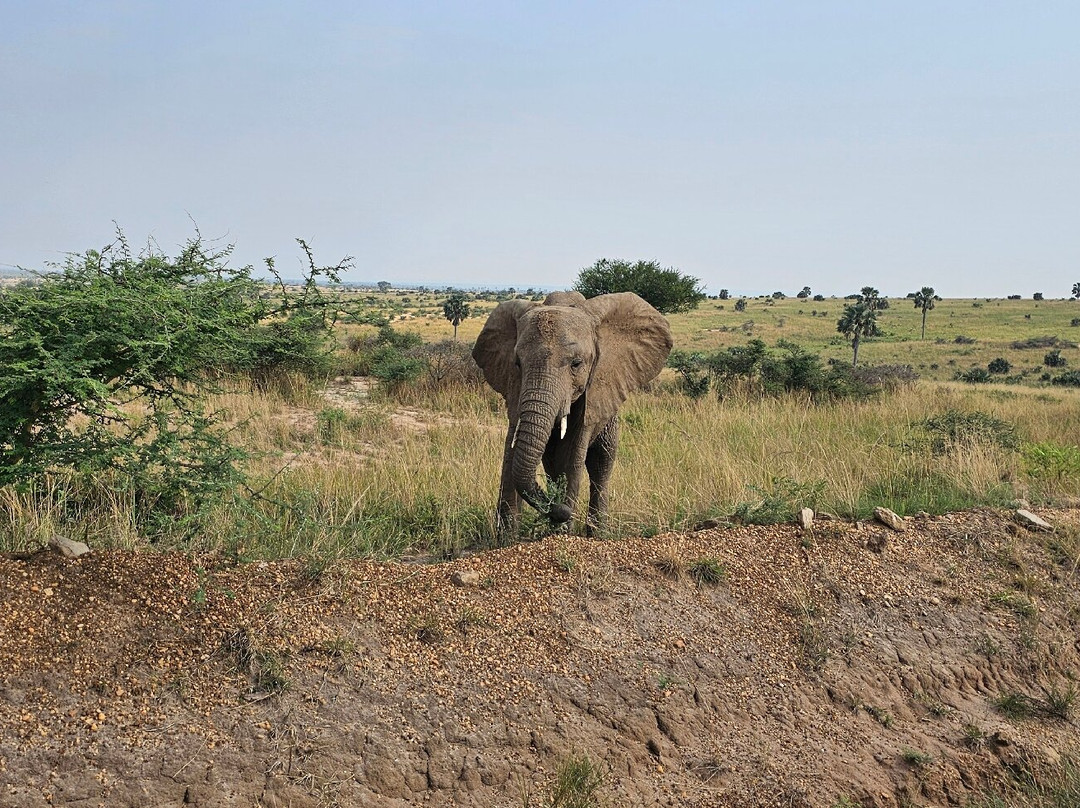 Wild Whispers Africa-马辛迪必去景点
