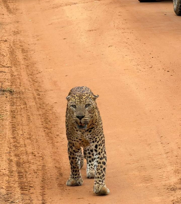 Dizha Lanka Travel  - Sri Lanka Tour-Ganemulla必去景点
