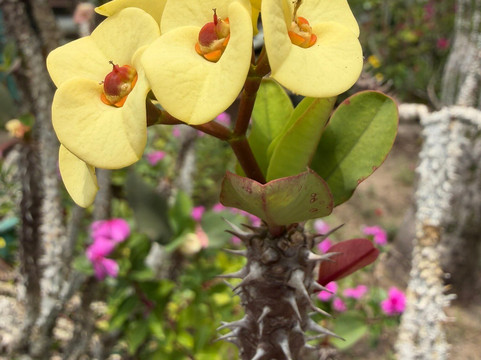Binh Thuy Ancient House-芹苴必去景点