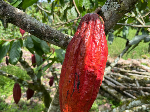 Finca la Alejandra-Montenegro必去景点